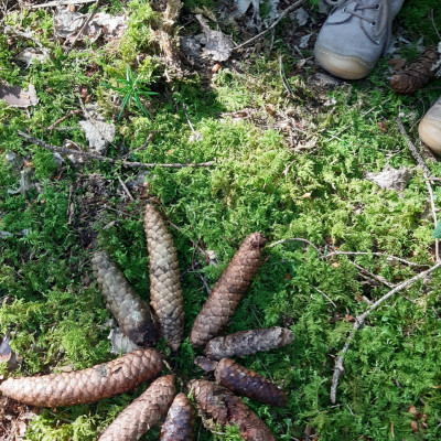 Tannenzapfen zu Mustern legen